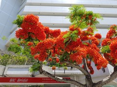 南国的オレンジ色の花